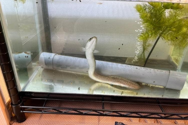 ウナギって飼えるの？ 食べるだけじゃないウナギの楽しみ方をうなとろふぁ〜むの山崎圭吾が解説