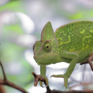 カメレオンの飼育はここに注意！ 上手な飼い方と初心者向けの種類も紹介