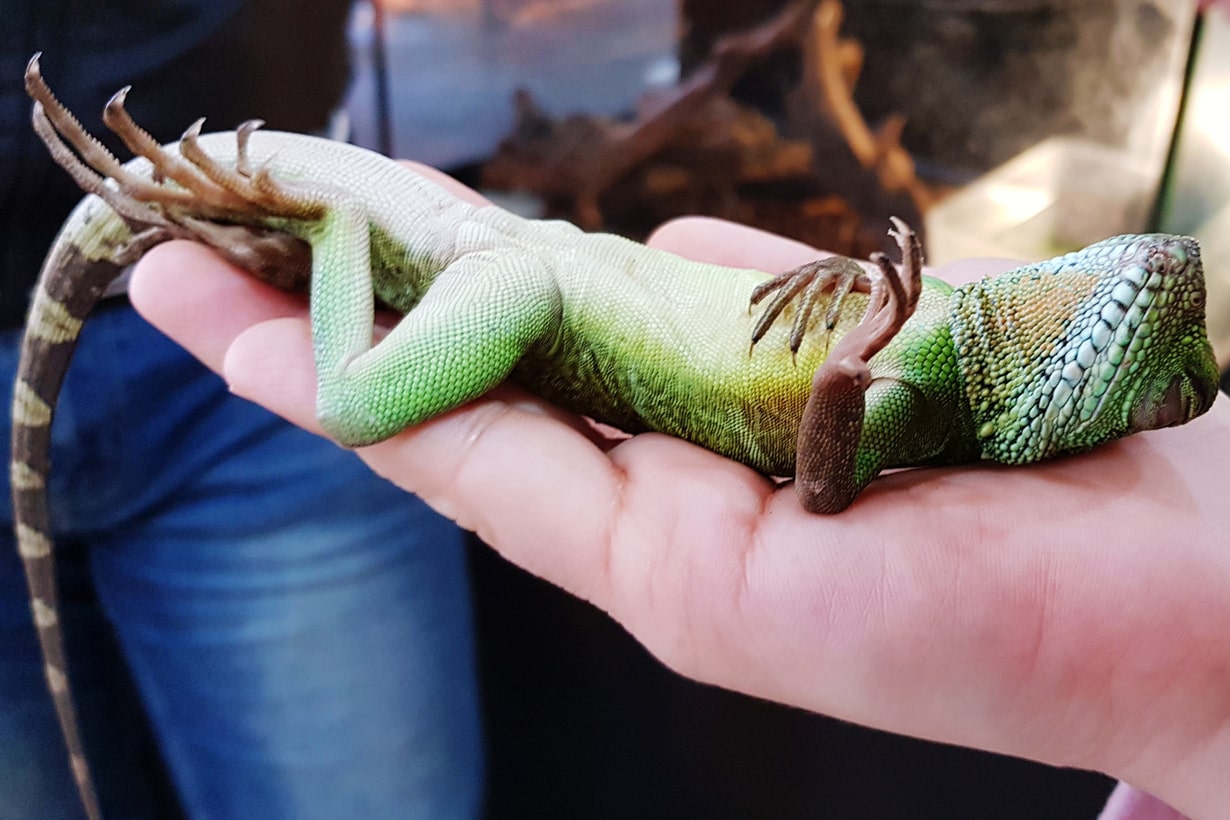 カメレオン飼育などに カメレオン飼育などに