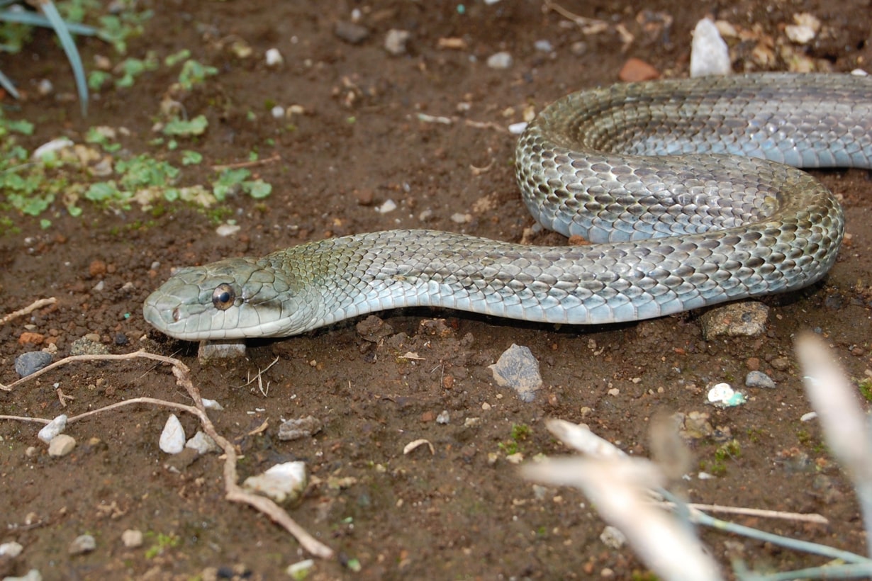 初心者でもできるナミヘビの飼い方 おとなしい種類やお世話のコツを紹介 となりのカインズさん 初心者でもできるナミヘビの飼い方 おとなしい種類やお世話のコツを紹介 となりのカインズさん
