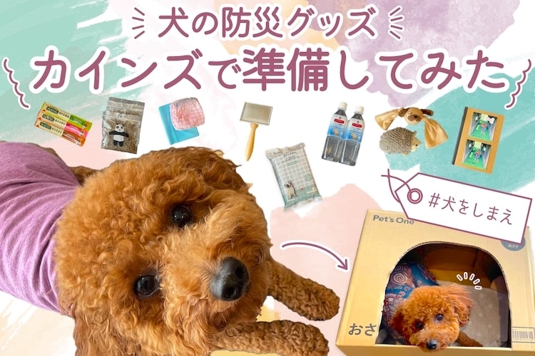 「犬の防災グッズ」本当に必要なものは? 地震や災害時の心構えとDIYの話