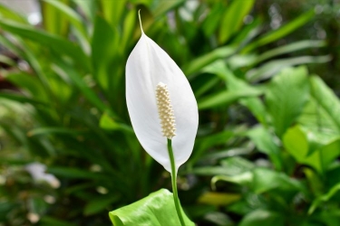 初心者でもできるデグーの飼い方 温度管理や砂浴びのさせ方など注意点も解説 となりのカインズさん