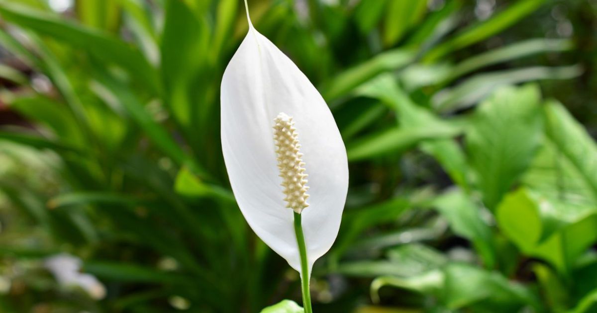 スパティフィラムの育て方 鉢植えで育てる方法や必要な肥料 温度管理などを解説します となりのカインズさん