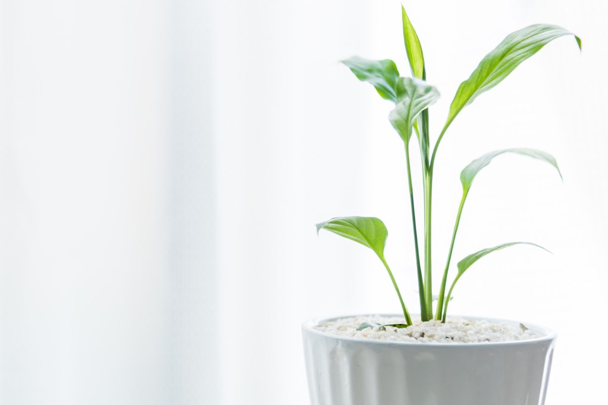 希少⭐︎スパティフィラム ピカソ 【公式通販】