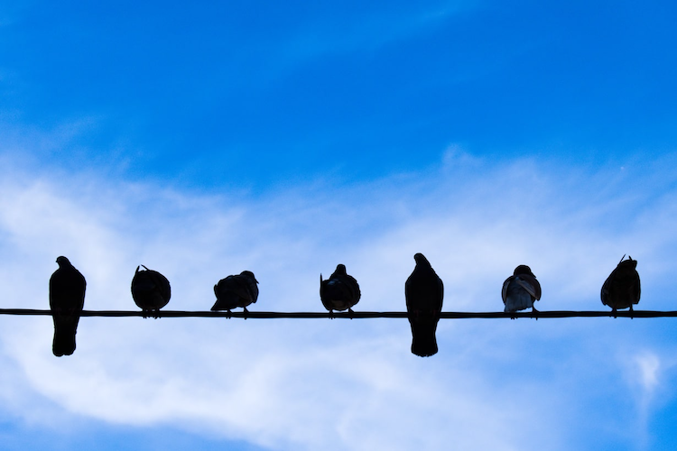 鳥のフン対策を徹底解説！ 掃除方法、注意点、おすすめアイテムも