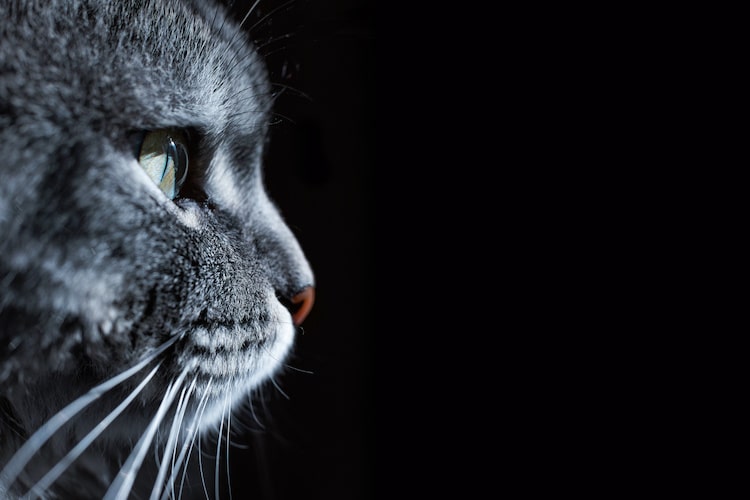 猫が頭突きをしてくるのはなぜ？ 挨拶だけじゃない猫の気持ち