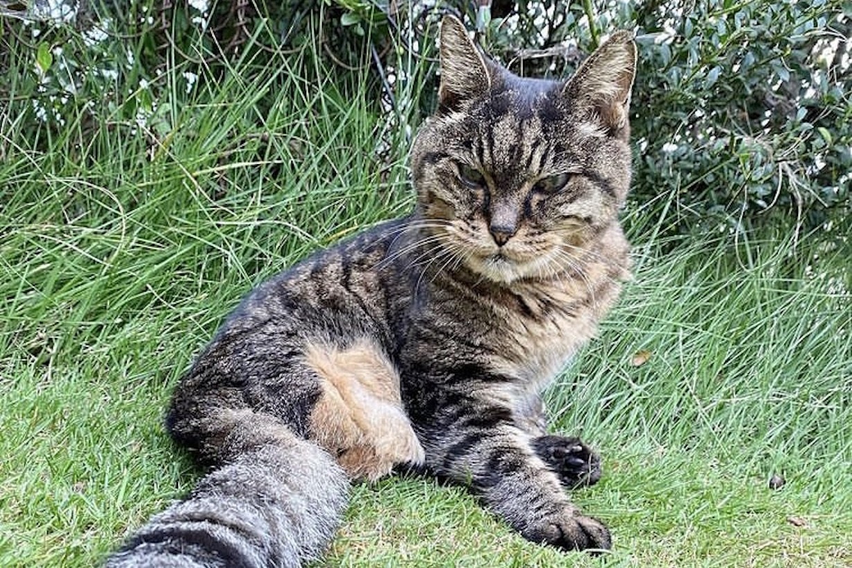 人間だと100歳超え。ご長寿猫に聞きました「長生きの秘訣はなんですか？」