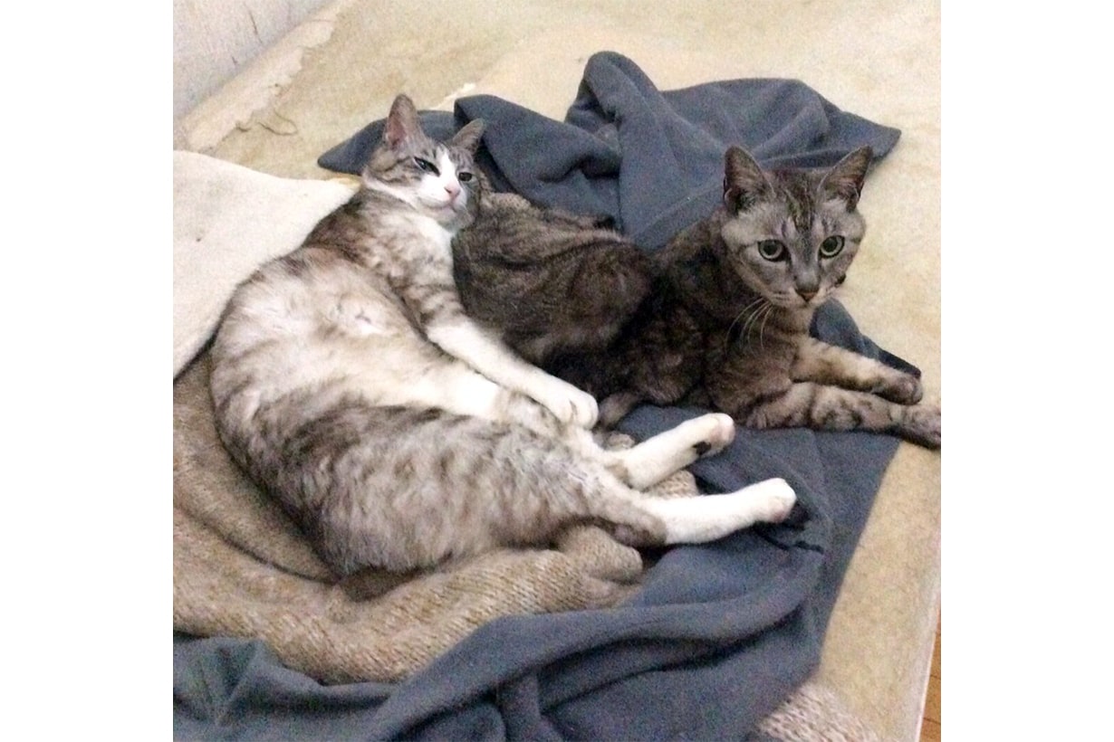 喧嘩 じゃれ合い 猫同士がもめる原因や仲裁に入った方が良いケース となりのカインズさん