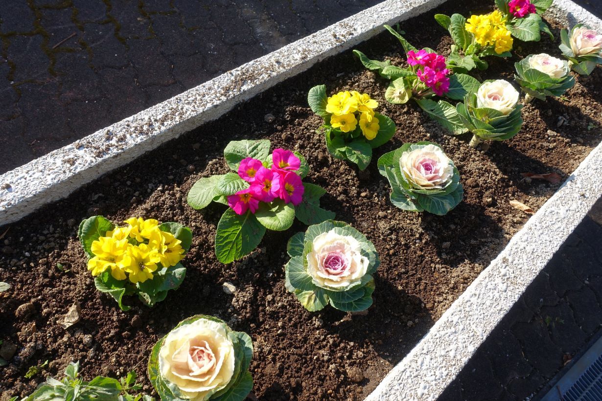 冬の花がある花壇