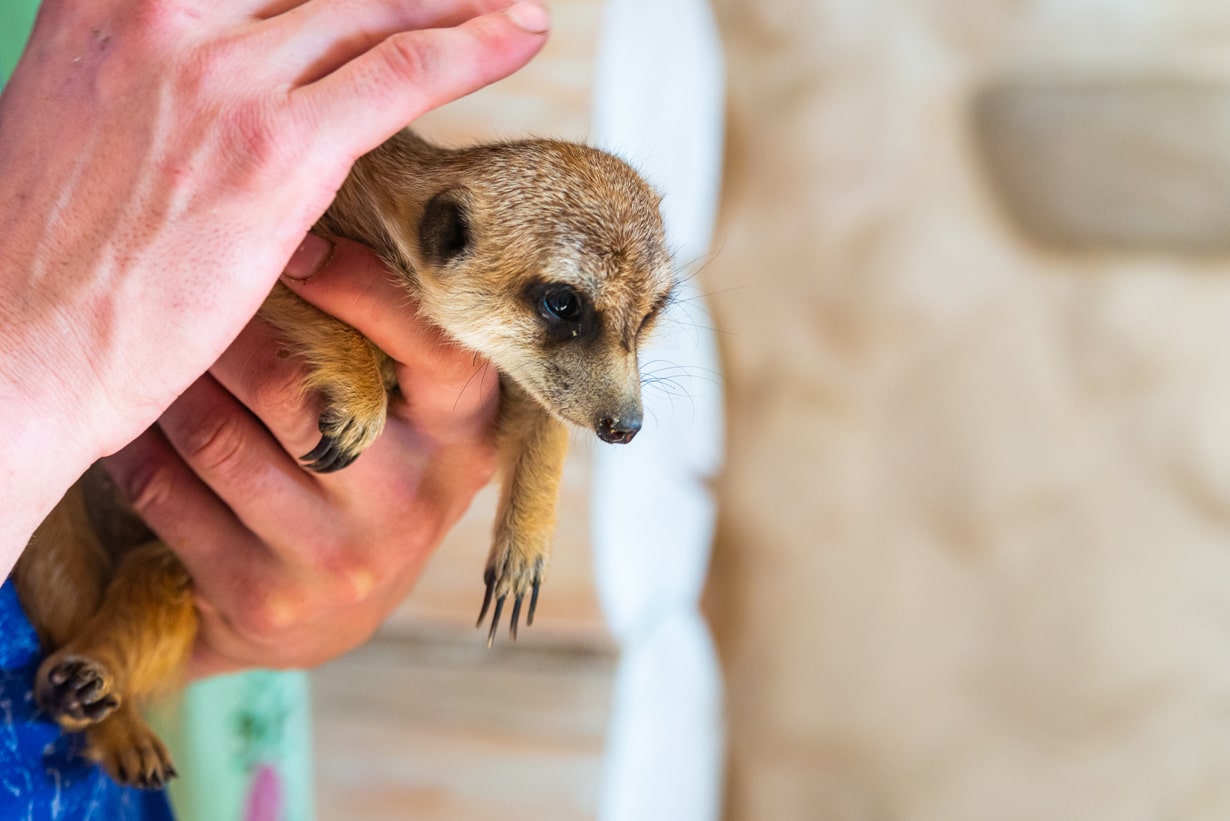 キュート＆ワイルド！ ミーアキャットの上手な飼い方と注意点を解説