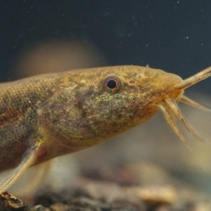 ドジョウの飼い方は超簡単って本当？注意点や混泳相手の選び方を解説