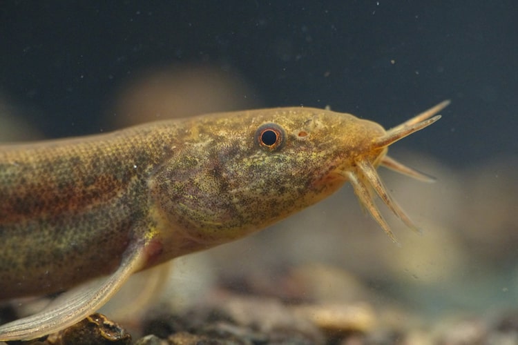 ドジョウの飼い方は超簡単って本当？注意点や混泳相手の選び方を解説