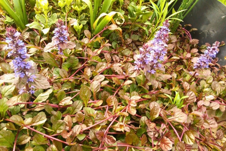 アジュガの育て方｜主な種類やグランドカバーにおすすめの理由も解説