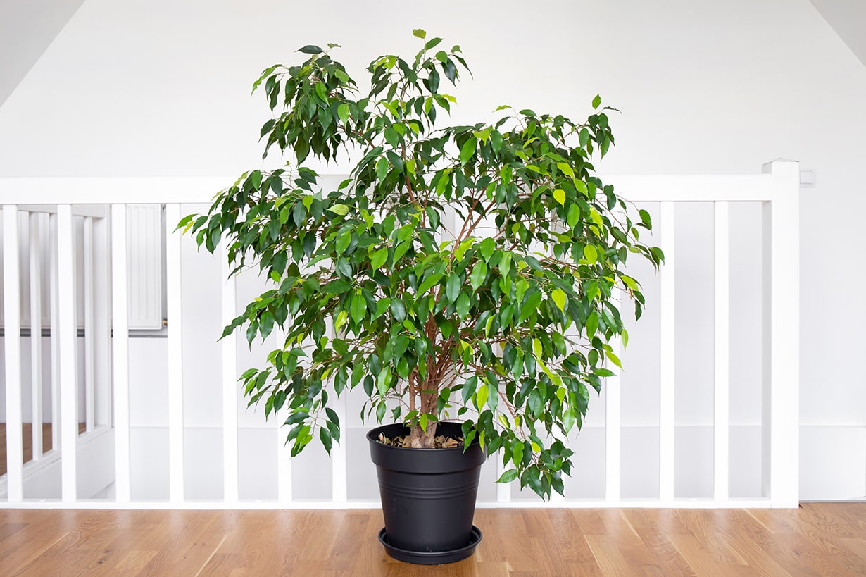 庭や室内で育てやすい木は？ シンボルツリーや鉢植えにおすすめ20選 