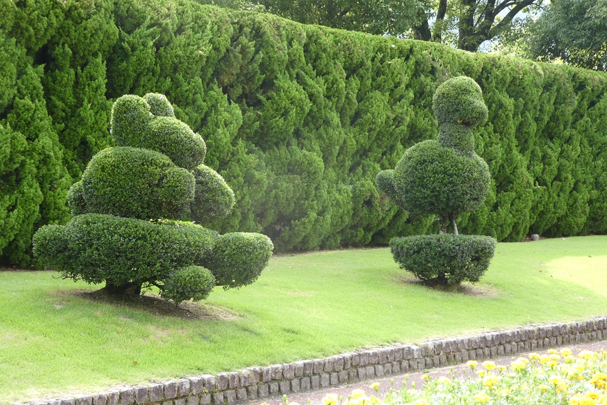庭や室内で育てやすい木は？ シンボルツリーや鉢植えにおすすめ20選