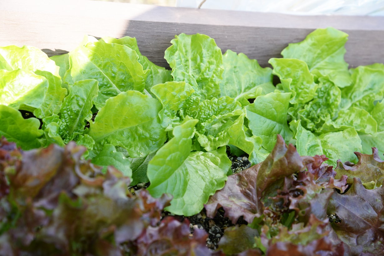 家庭菜園で新鮮な野菜を育てる方法 12 vegetable insect 04 min