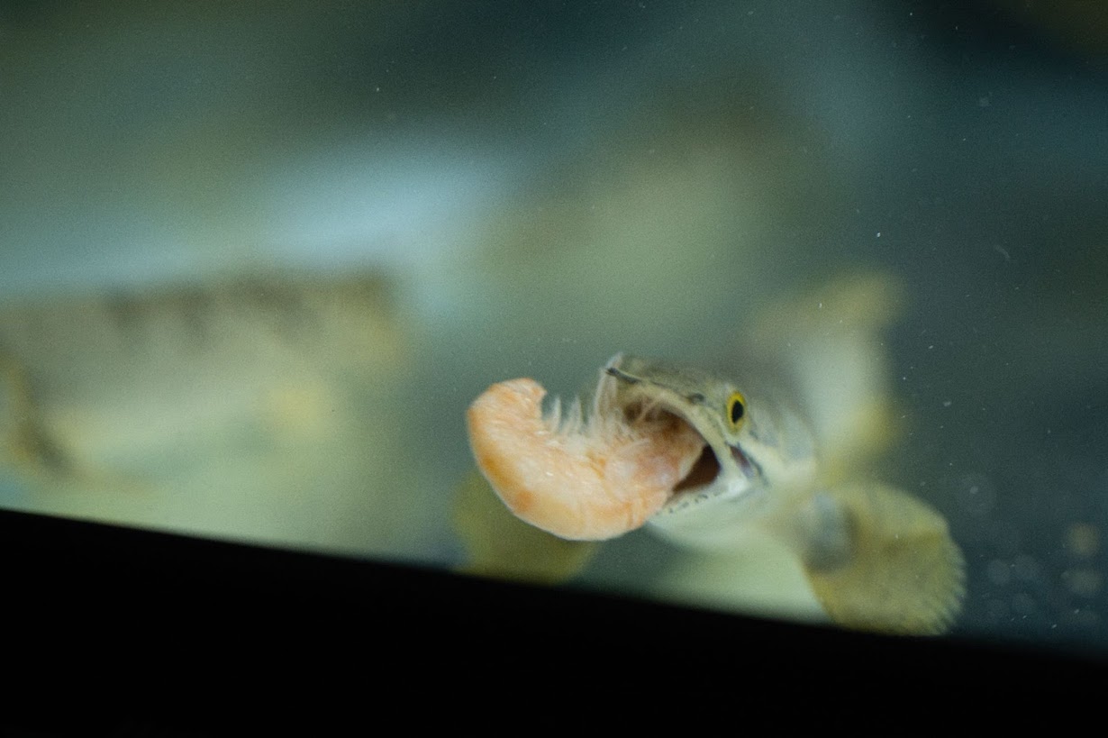 古代魚ポリプテルスの飼育方法｜餌や水温・病気を「AQUA STYLE G」が 
