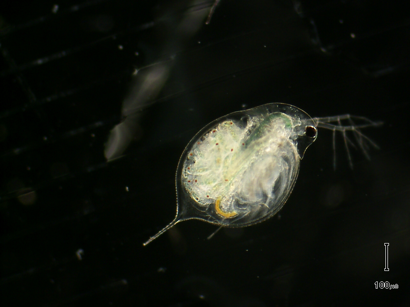 ミジンコの増やし方】メダカの餌にするならミジンコの質が重要！ 東北