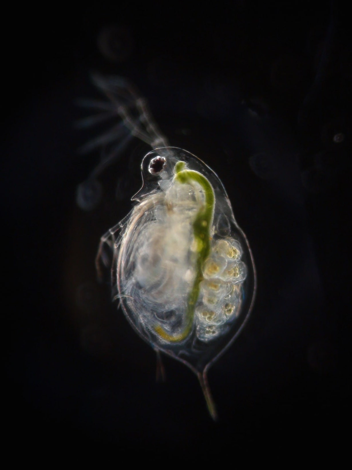 ミジンコの増やし方】メダカの餌にするならミジンコの質が重要！ 東北