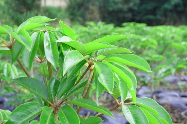 挿し木（挿し芽）とは？ 用土の選び方、おすすめの植物を紹介します