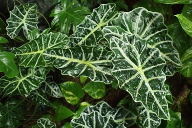 アロカシアの育て方｜アマゾニカやグリーンベルベットなど主な種類を