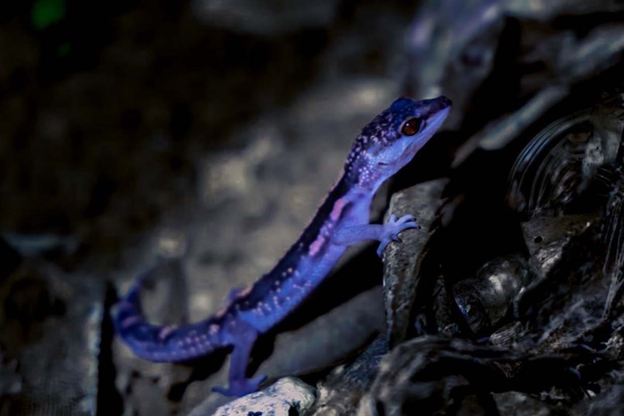 【速報】沖縄のジャングルから「ターザン」を発見！「単身赴任先、森」の男・キジーに直撃 となりのカインズさん