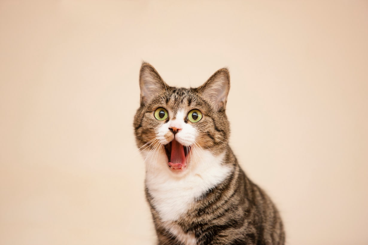猫 が よだれ を 垂らす