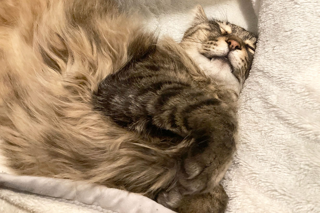 猫 が よだれ を 垂らす
