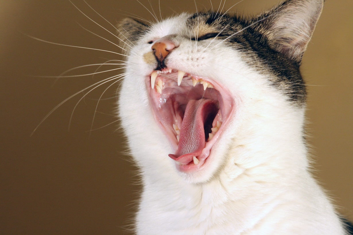 猫がよだれを垂らすのはなぜ? 原因や注意したい病気 | となりのカインズさん