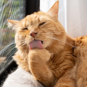 kedukuroi_eyecatch-min-300x300