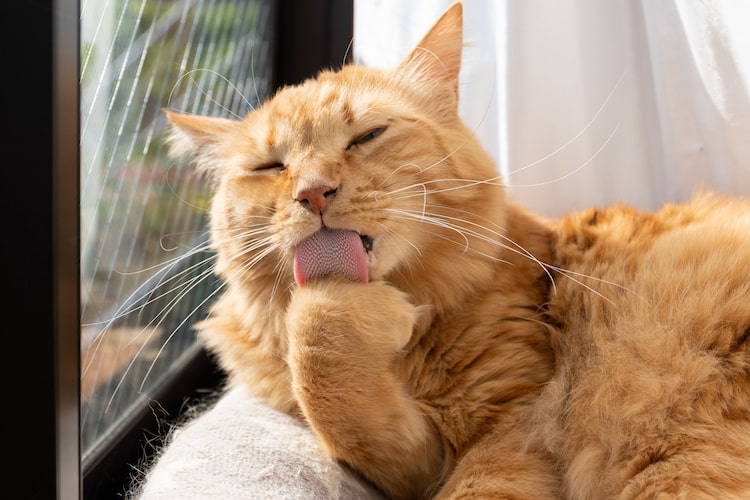 猫の毛づくろいには4つの意味がある？ しない場合のケア方法も解説