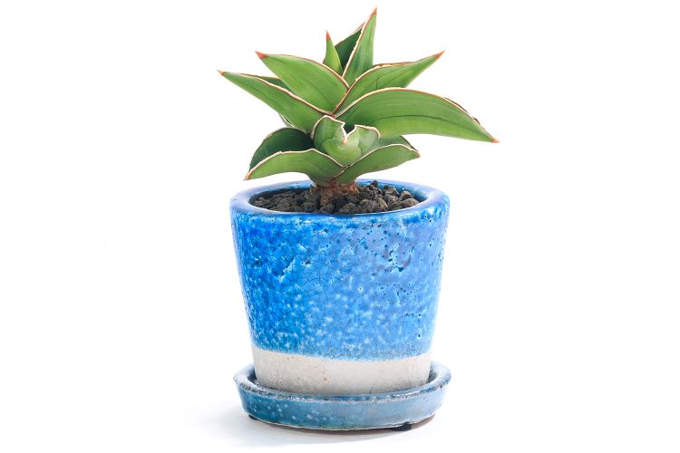 サンスベリア・サムライドワーフの育て方｜学名や花言葉、適した温度などを紹介します