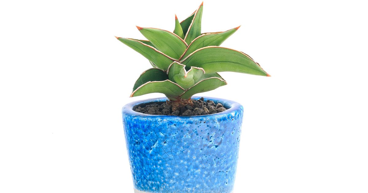 サンスベリア　サムライドワーフ 斑入 S. Samurai Dwarf Var サンスベリア サムライドワーフ 斑入 S. Samurai Dwarf Var