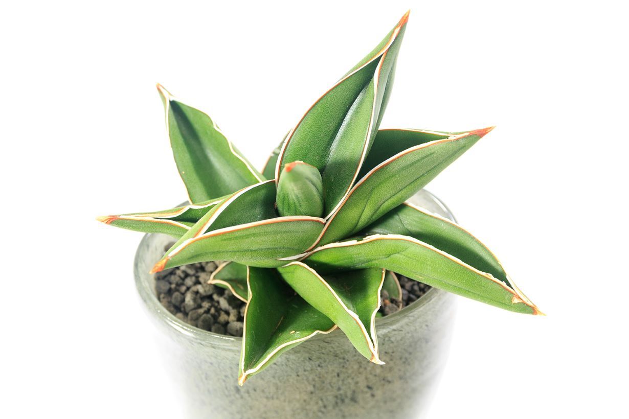 鉢植えのサンスベリア・サムライドワーフ