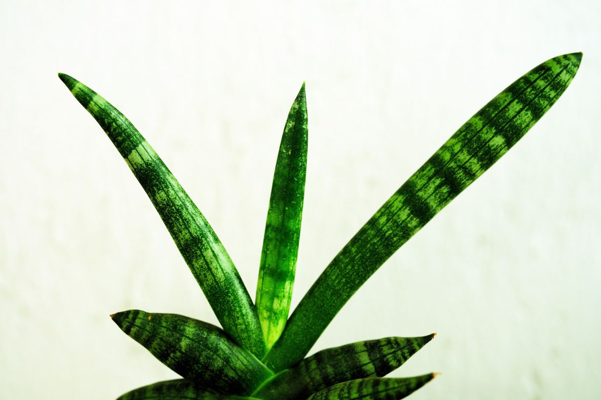 サンスベリア フランシシーの育て方 暑さ 乾燥に強く育てやすい観葉植物 となりのカインズさん