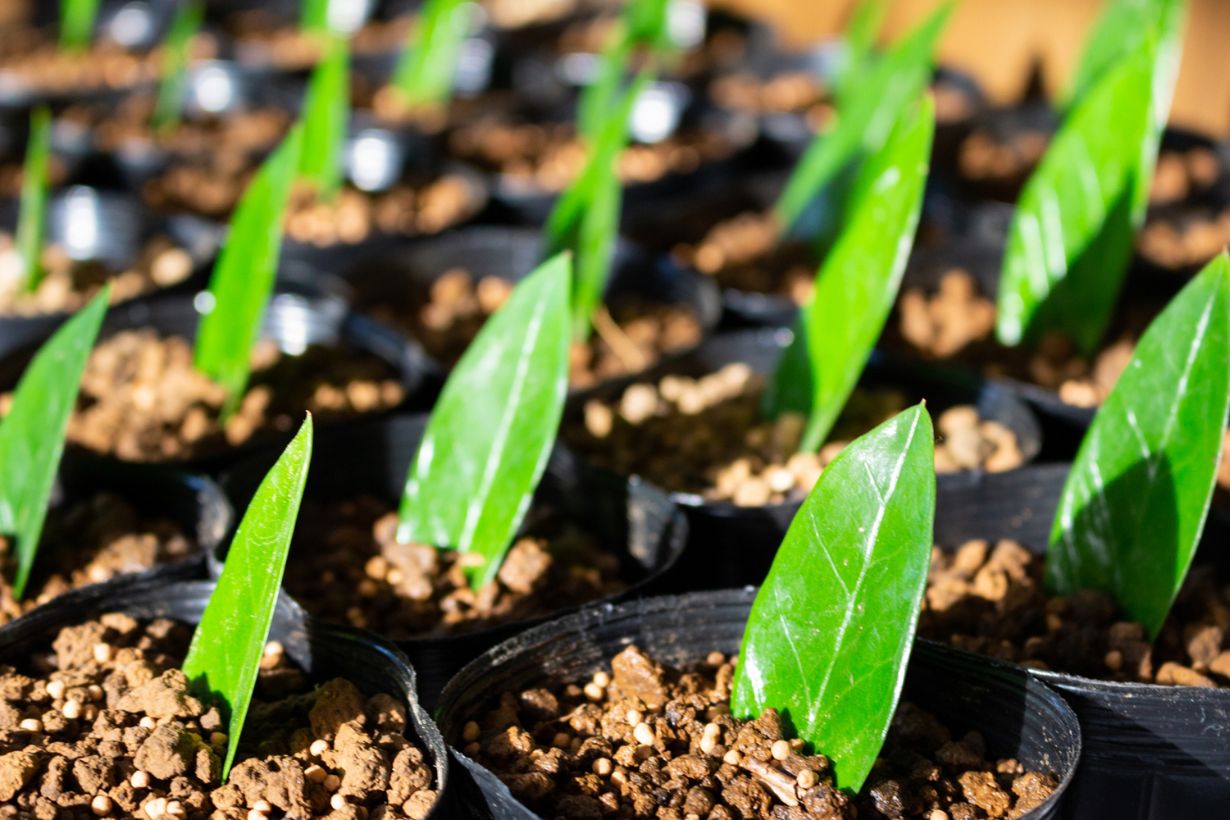 ザミオクルカスの育て方｜栽培に適した気温や肥料、根腐れを防ぐ方法