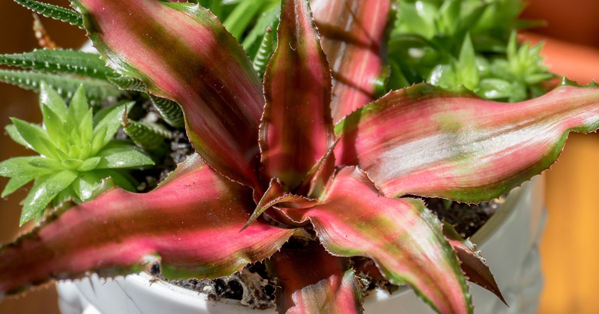 クリプタンサスの育て方｜栽培に適した日光や肥料など管理方法を紹介