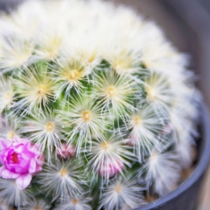 ハンニャ（般若）の育て方｜適した温度や管理の注意点などを紹介