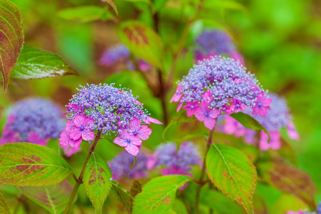 ヤマアジサイ ヤマアジサイの育て方｜栽培に向く環境や剪定・植え替えの時期などを