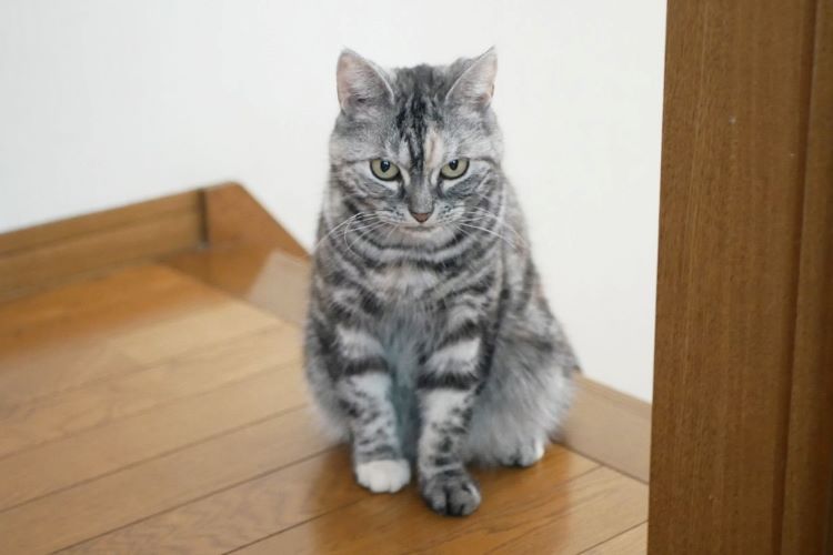 アメリカンショートヘアはどんな猫？ 飼い方や性格、ルーツなどを紹介します