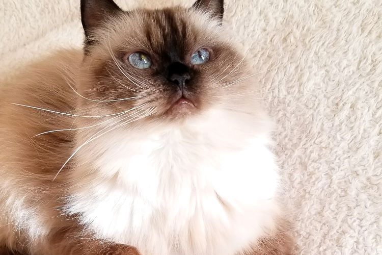 ヒマラヤンはどんな猫？ 飼い方や性格、お手入れ方法などを紹介します