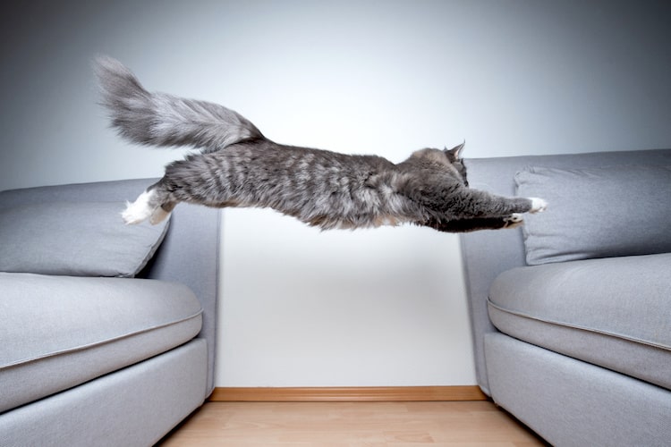 ギネス記録は2m超？ 猫のジャンプ力の秘密と年齢や種類による違い