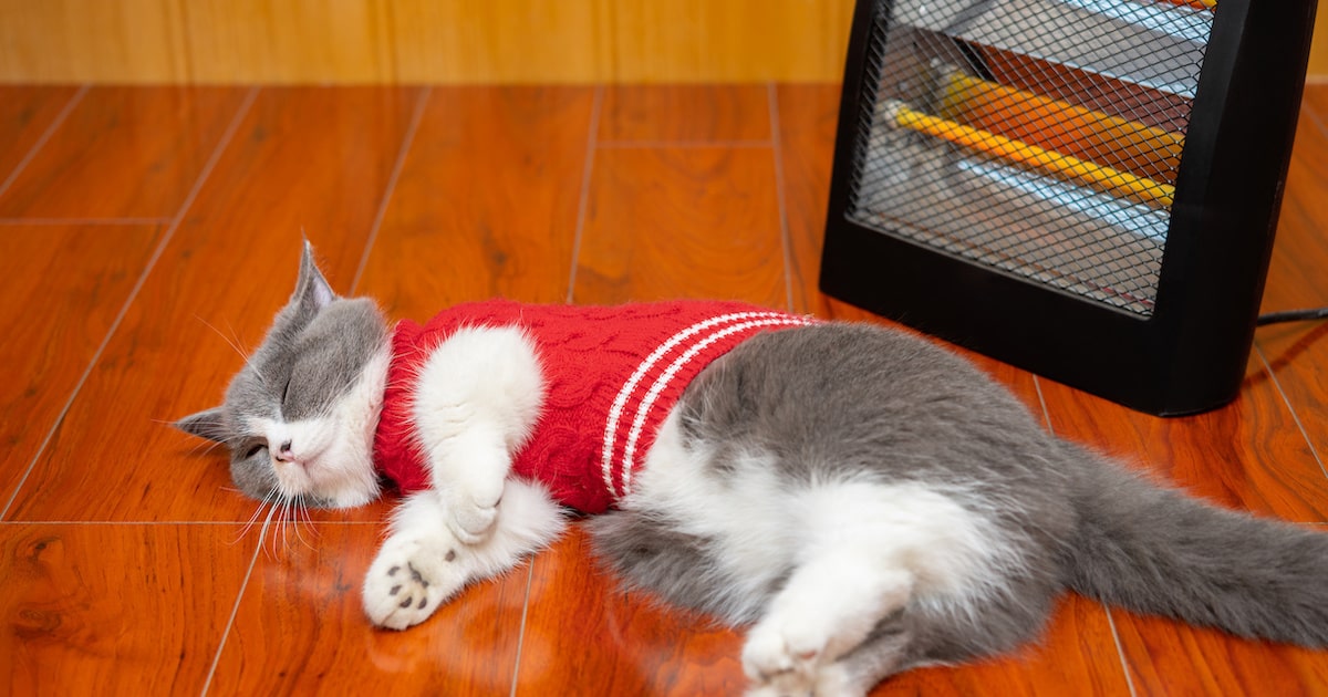 ストーブ好きな猫は要注意！ 焦げる危険性や対策を紹介 | となりの