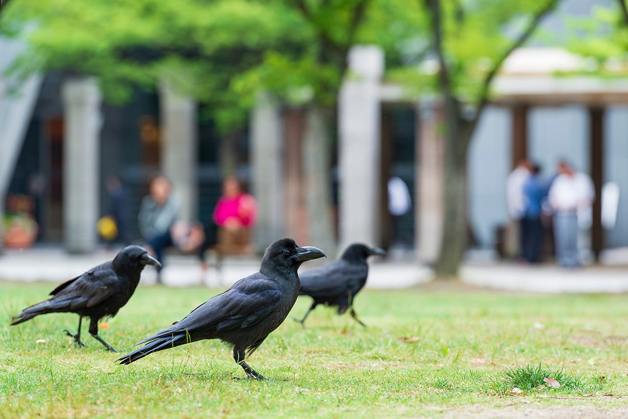 カラスが住みやすい場所