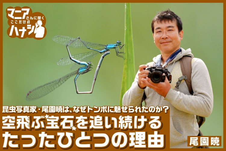 昆虫写真家・尾園暁は、なぜトンボに魅せられたのか? 空飛ぶ宝石を追い続けるたったひとつの理由