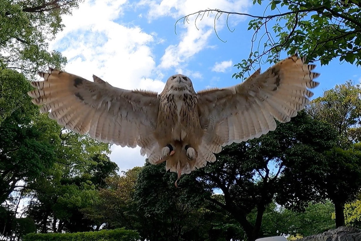 フクロウをペットにするなら“恋の駆け引き”が有効?2000回以上フリーフライトをするマニアが語る極意 | となりのカインズさん