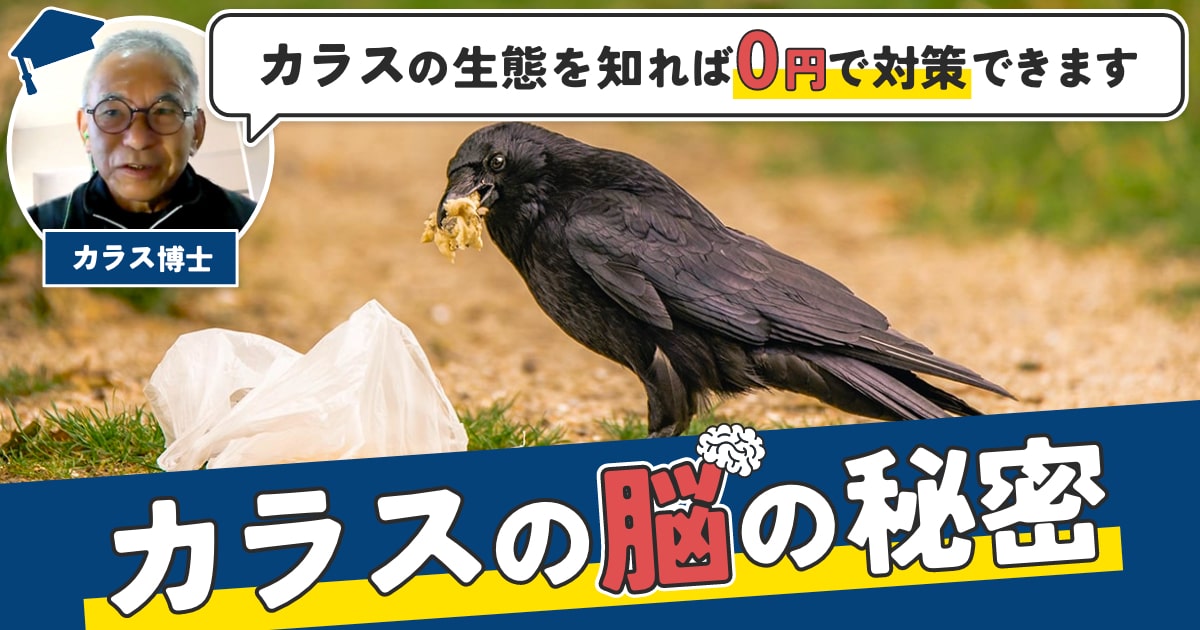 カラス 5回, カラスの鳴き声 5回 – GJTU