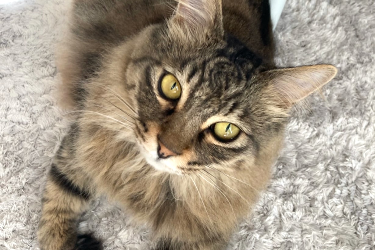 獣医師監修】猫の目の色が違うのはなぜ？ 色の種類や変わる理由を解説