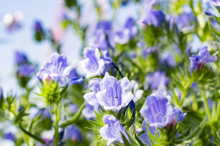 ゲラニウムの育て方　栽培に適した環境やお手入れの方法を紹介します