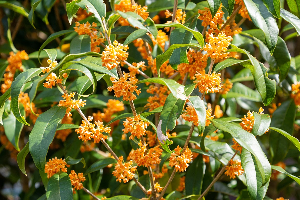 金木犀　15本以上　生花　終わりがけ 金木犀 15本以上 生花 終わりがけ 金木犀の香りを楽しむ！切花で華やかに